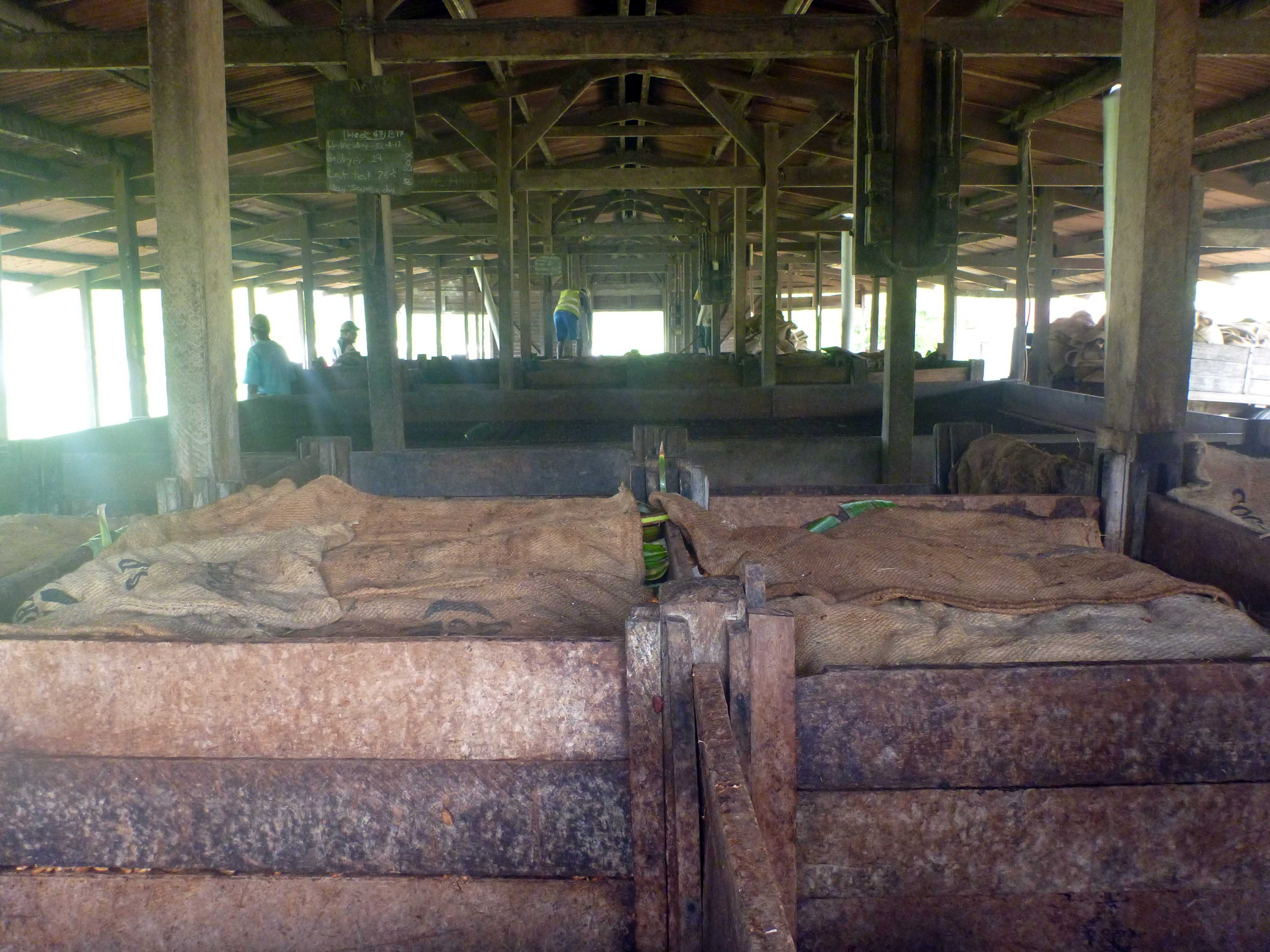 Traditionally, the fermentation process in the Pacific has not been well managed. Fermentation is usually carried out in wooden boxes, baskets, bags, or in a banana leaf-lined pit. 