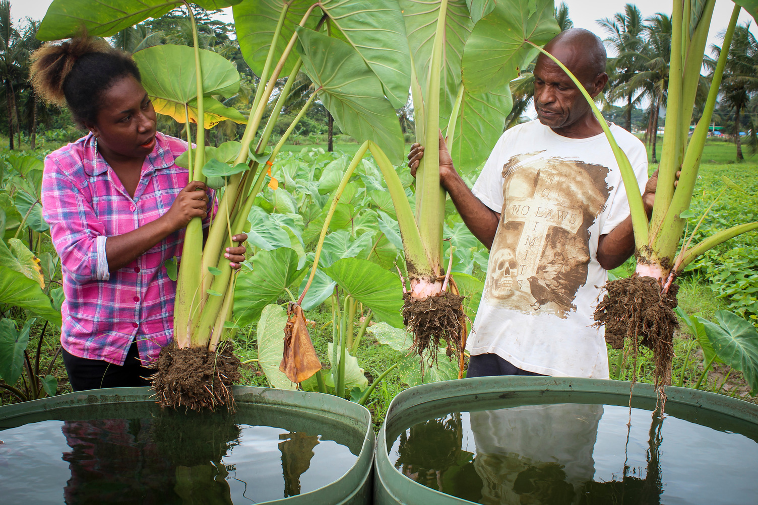 Staff from the National Agriculture Research Institute with crops grown at their Bubia trial site, in Morobe Province. The project site is one of three locations where research is underway comparing crops grown using traditional farming methods, alongside those grown using the climate forecasting information and different management practices. Photo supplied by the National Agriculture Research Institute