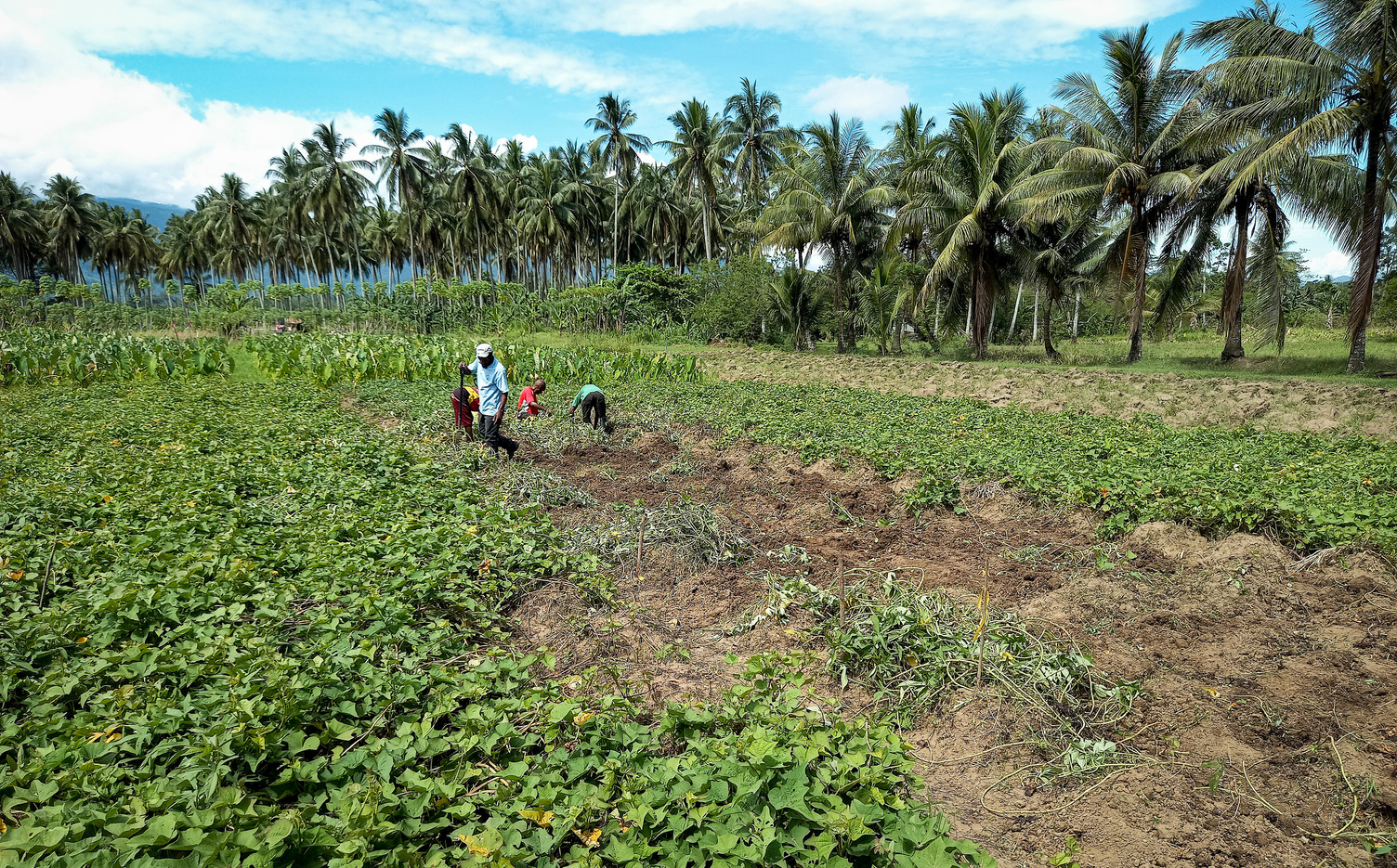 Field trials are being undertaken in the Eastern Highlands, Morobe and East New Britain provinces using sweet potato, Irish potato, bulb onion, taro and cassava. Outcomes from the trials will contribute to developing a Seasonal Farm Advisory, that communities can use, in planning their farming activities. Photo supplied by the National Agriculture Research Institute.