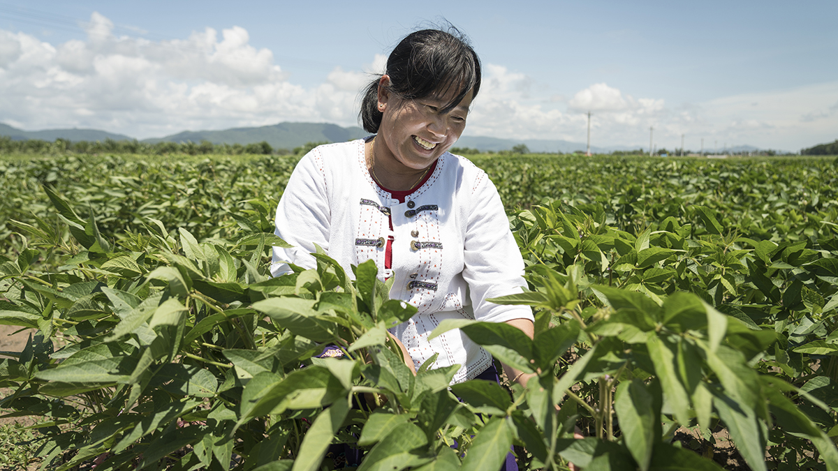 Farmer in Myanmar