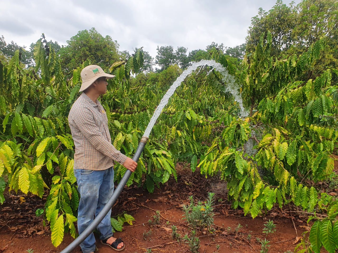 Vietnam Coffee and pepper farmer water plants