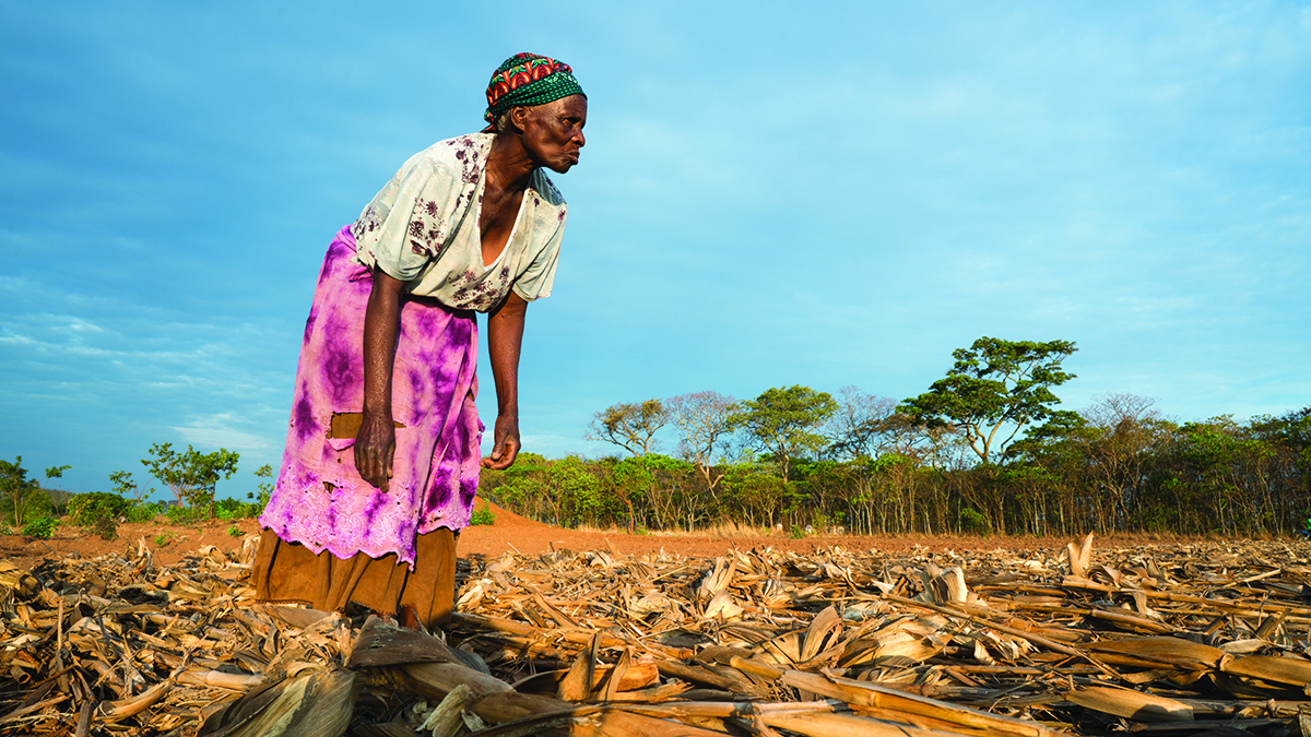 Farmer planting maize in Malawi