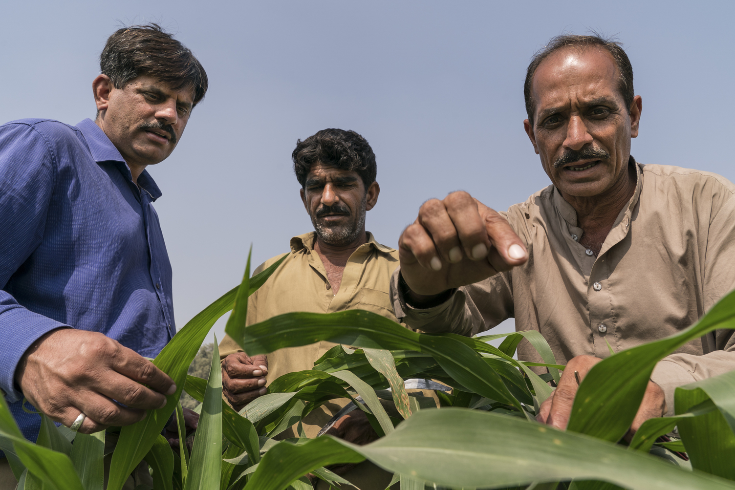 researchers and farmers inspect livestock fodder