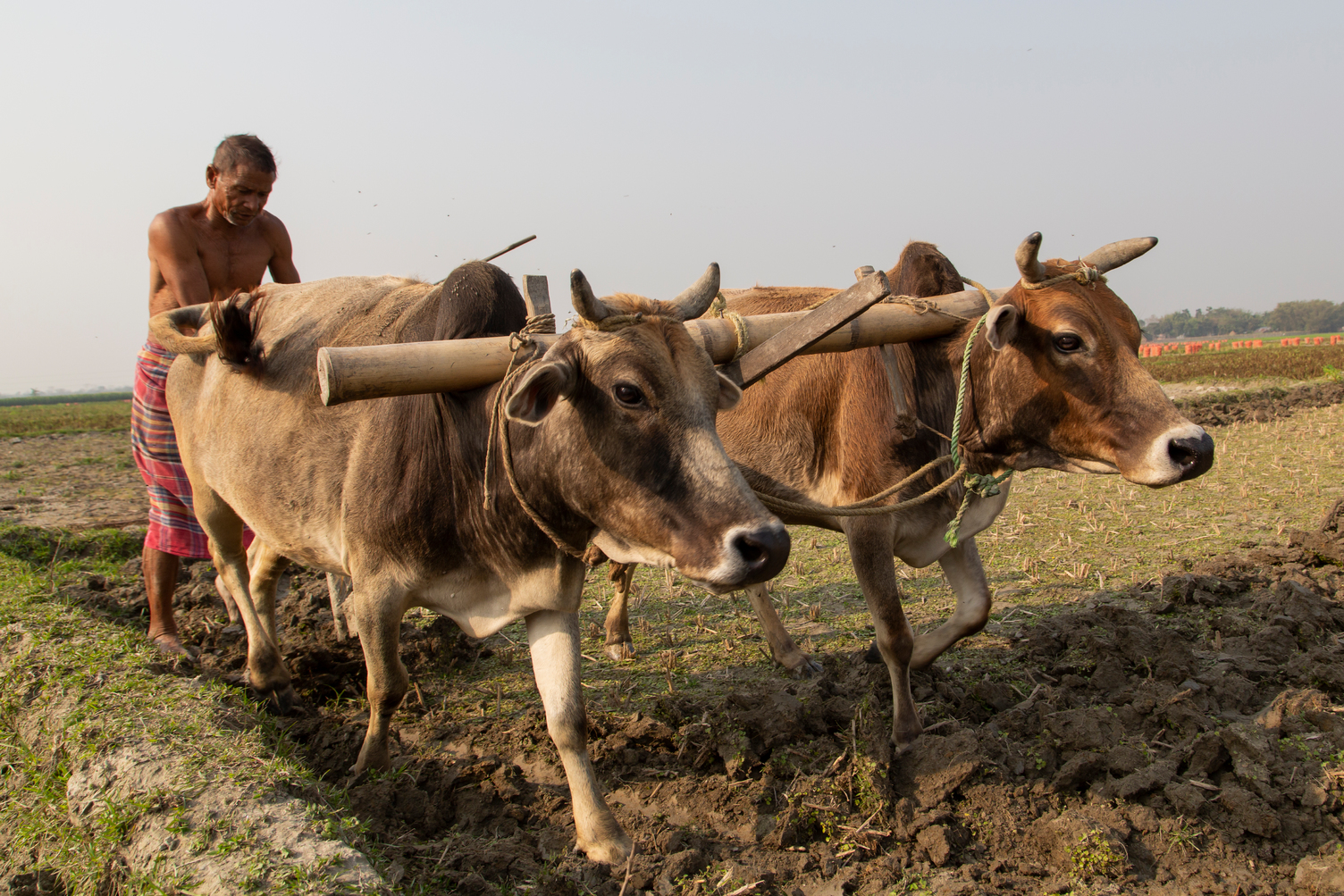 A farmer uses two bullocks to plough a farm in the Eastern Gangetic Plains.