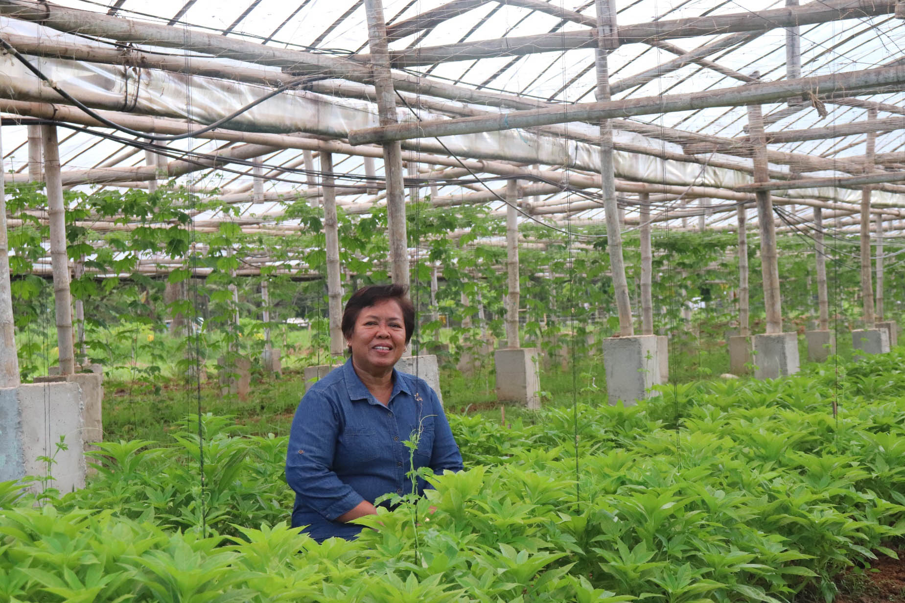 ARSF awardee and John Dillon Fellowship alumnus Dr Nelda Gonzaga checking the treatments of the crops grown on the raised bed production system at the community gardening experimental site.