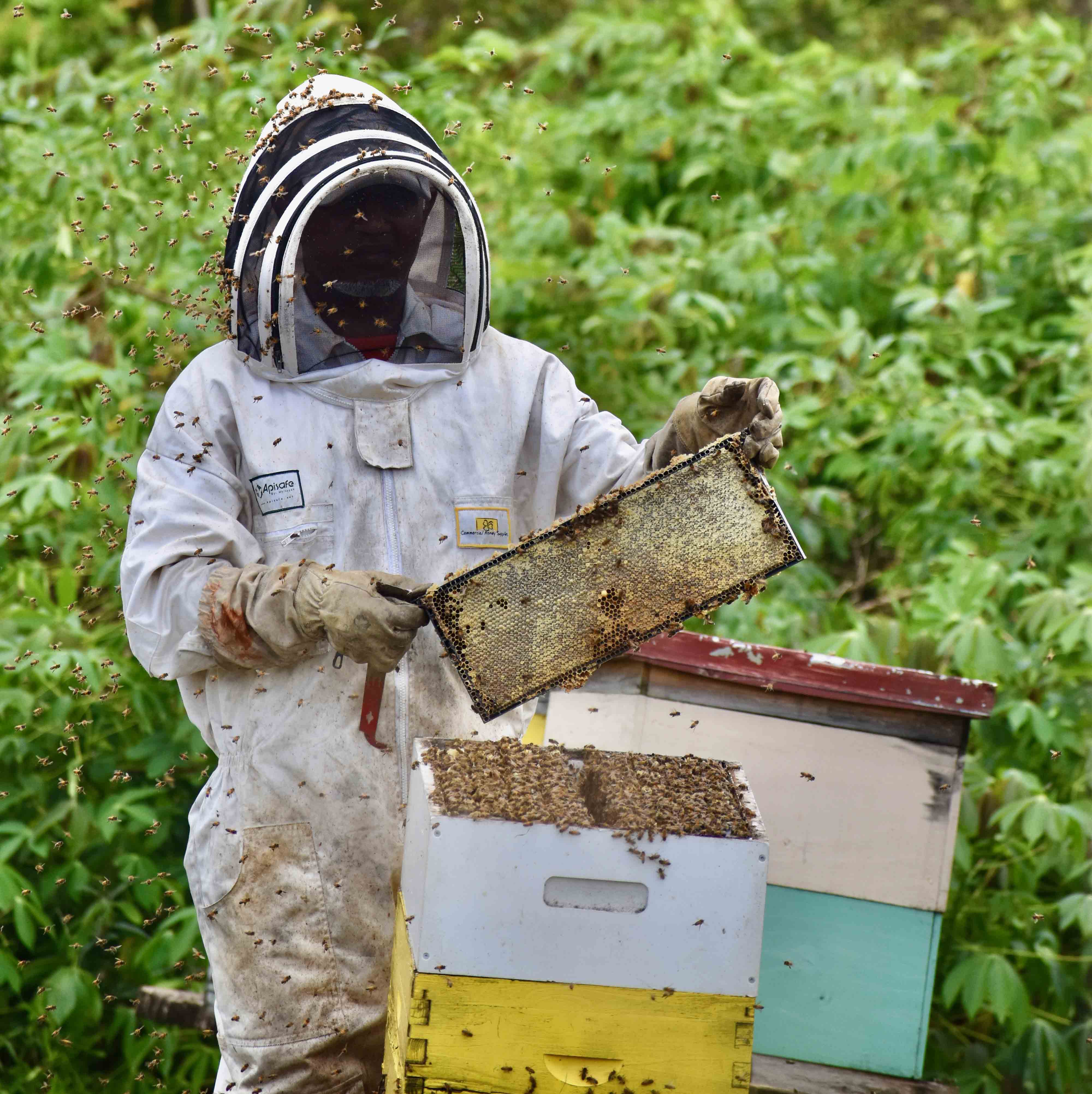 Fijian tilapia farmer Ms Katarina Baleisuva has ventured into beekeeping to diversify her farm income, with the support of mentoring and business skills training through an ACIAR supported-project. Photo: Lorima Vueti.