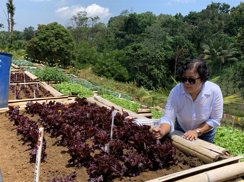 ARSF awardee and John Dillon Fellowship alumnus Dr Nelda Gonzaga checking the treatments of the crops grown on the raised bed production system at the community gardening experimental site.