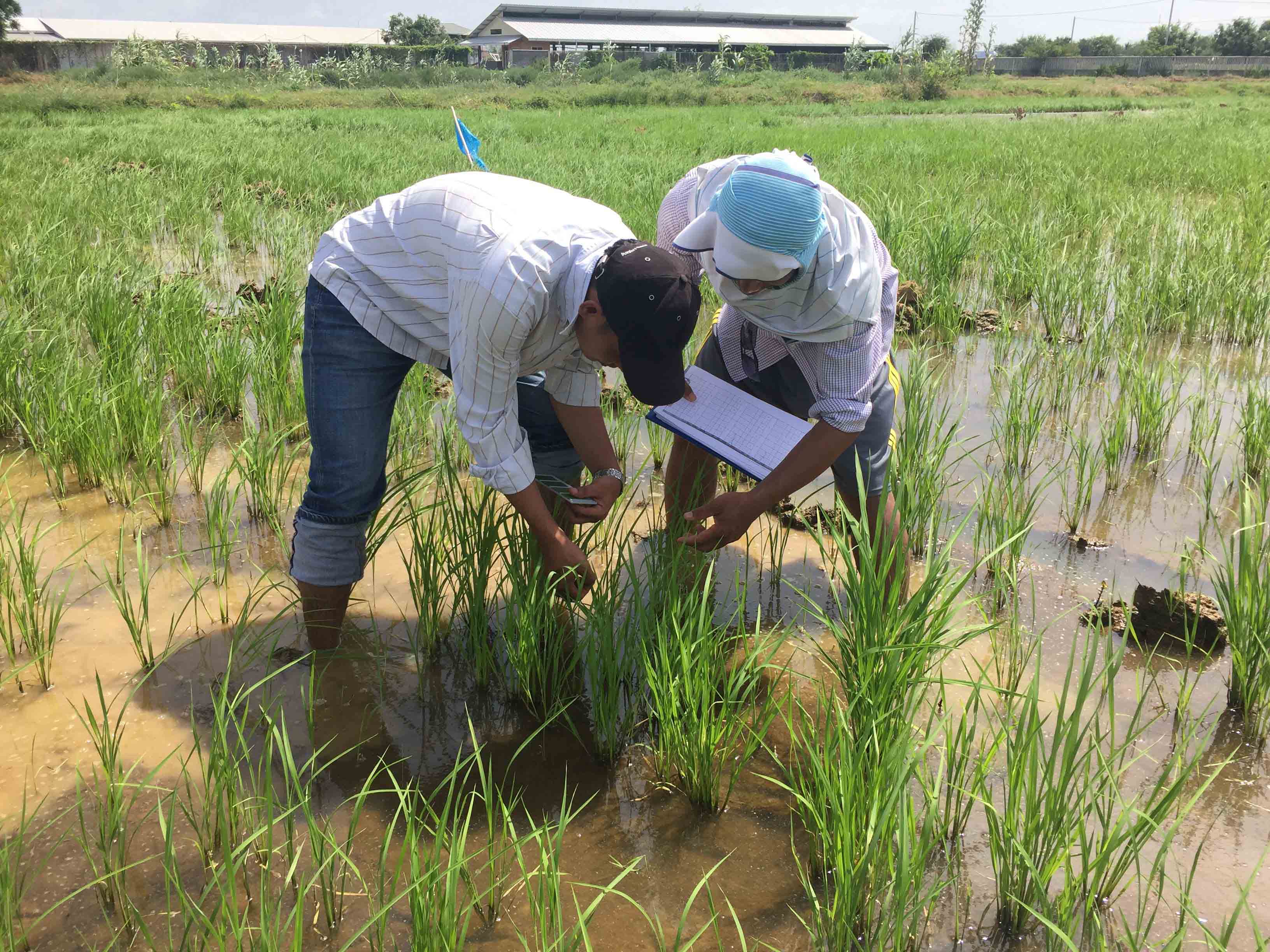 Supported by the ARSF in Cambodia, Dr Van Touch (left) is helping small-scale rice farmers become more profitable and sustainable.