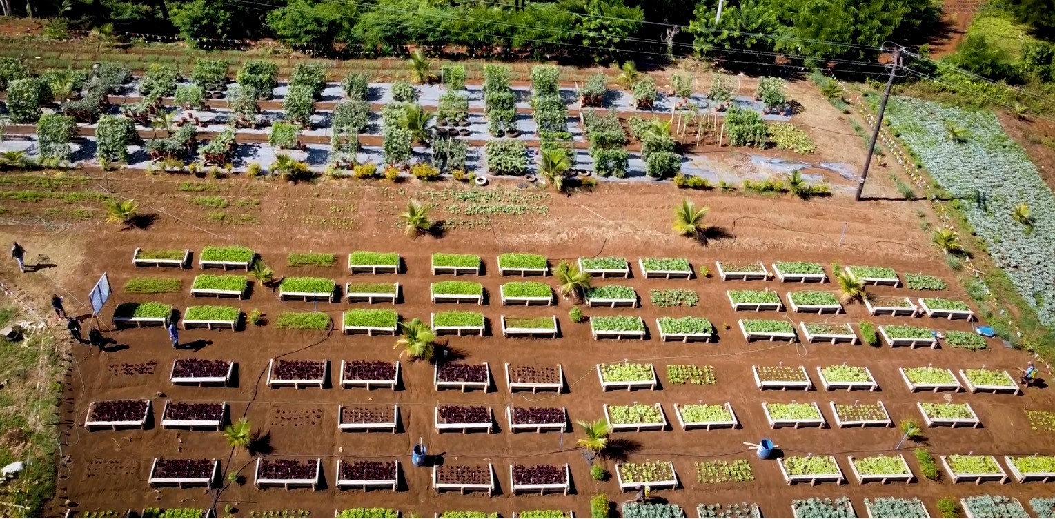 Aerial view of the University of Science and Technology of Southern Philippines’ PANDEMIC Farm, the community gardening project site of ARSF awardee and John Dillon Fellowship alumnus Dr Nelda Gonzaga. 
