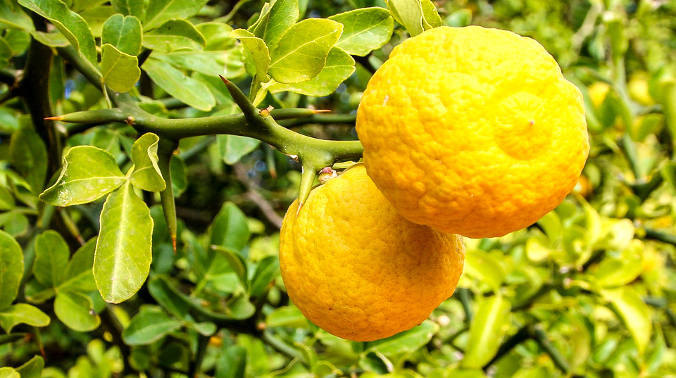 two lemons in a tree