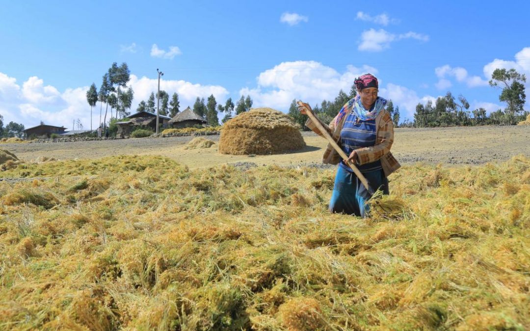 Lentil farmer in Ethiopia 