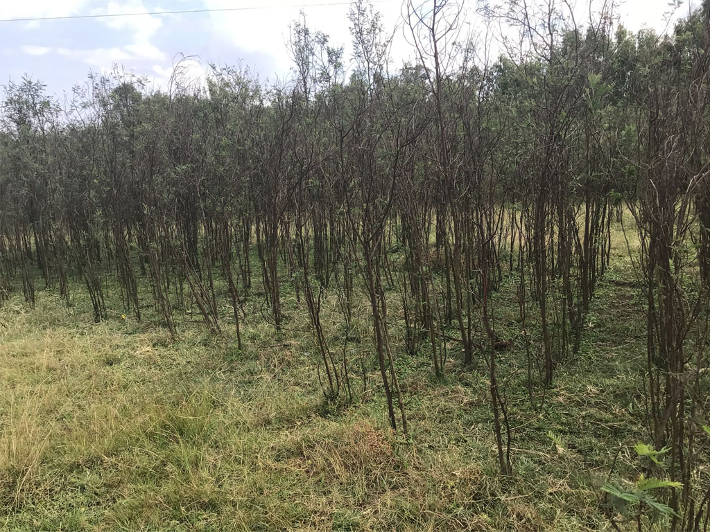 Acacia decurrens in Ethiopia. 