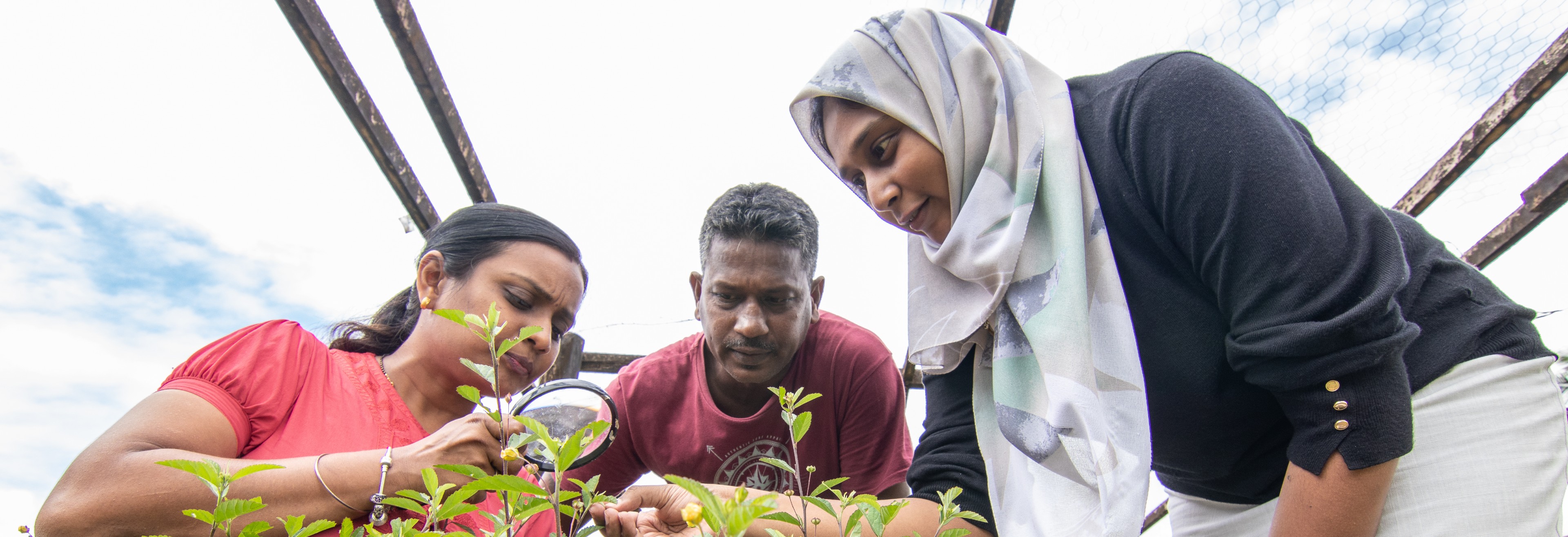 Three researchers assessing plant with a magnifying glass