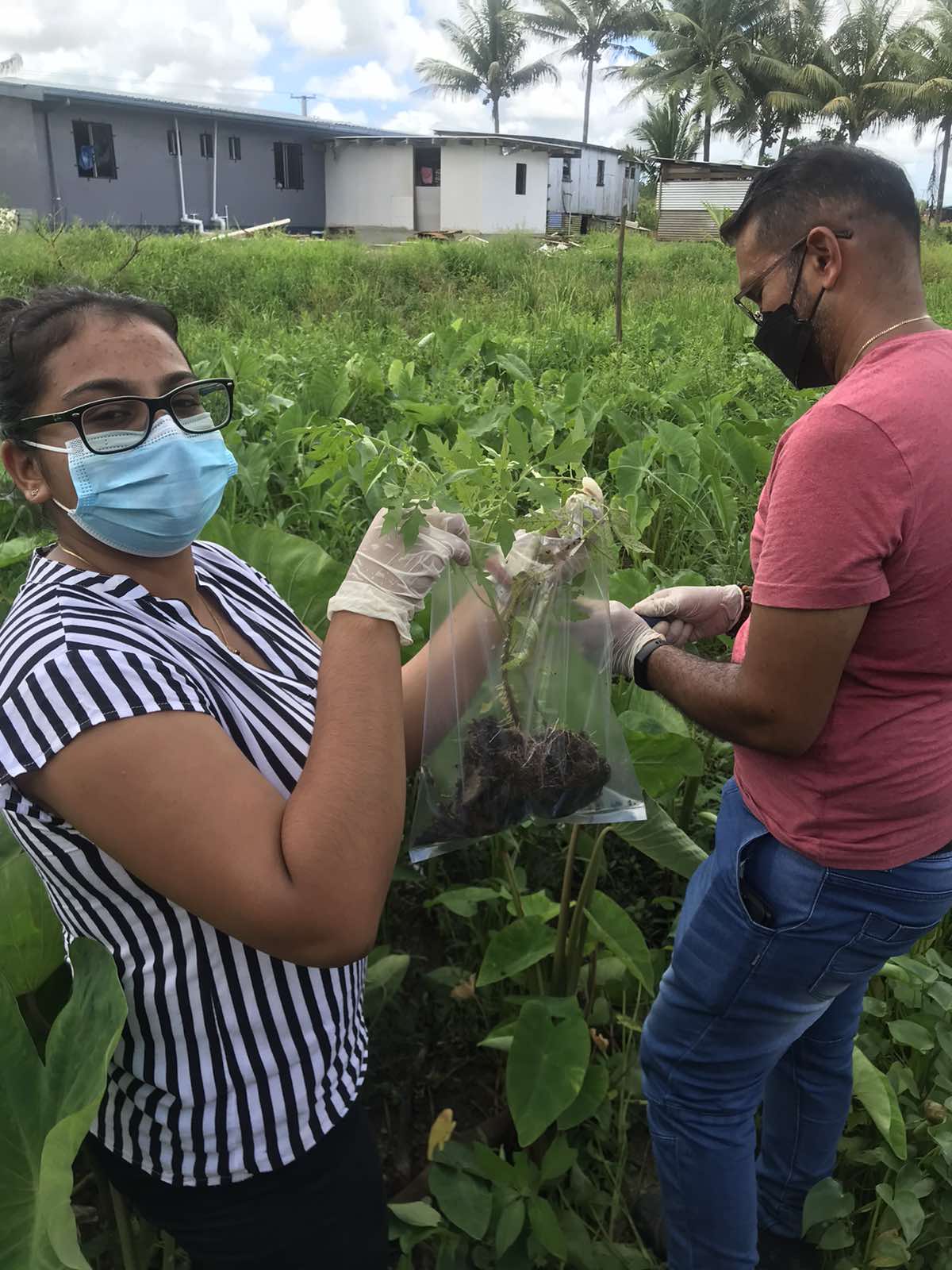 PASS Masters scholarship recipient, Ms Nirma Nadan collects samples from infected plants for her research.