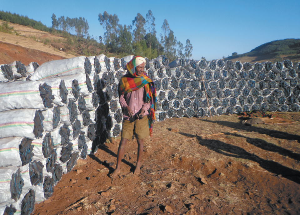 An Ethiopian farmer stands beside his bags of Acacia decurrens charcoal. 