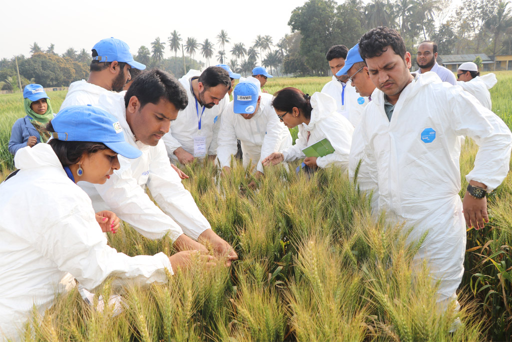 Scientists in Bangladesh inspect wheat in the field in their research to identify blast-resistance. 