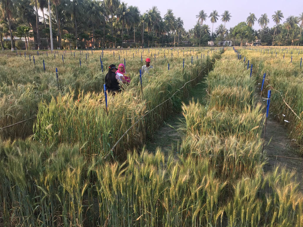 Scientists in Bangladesh inspect wheat in the field in their research to identify blast-resistance. 