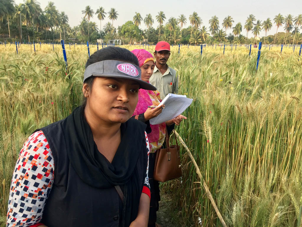 BWMRI researcher Ms Tonusree Roy scoring wheat lines at the screening platform, Jeshore, Bangladesh.