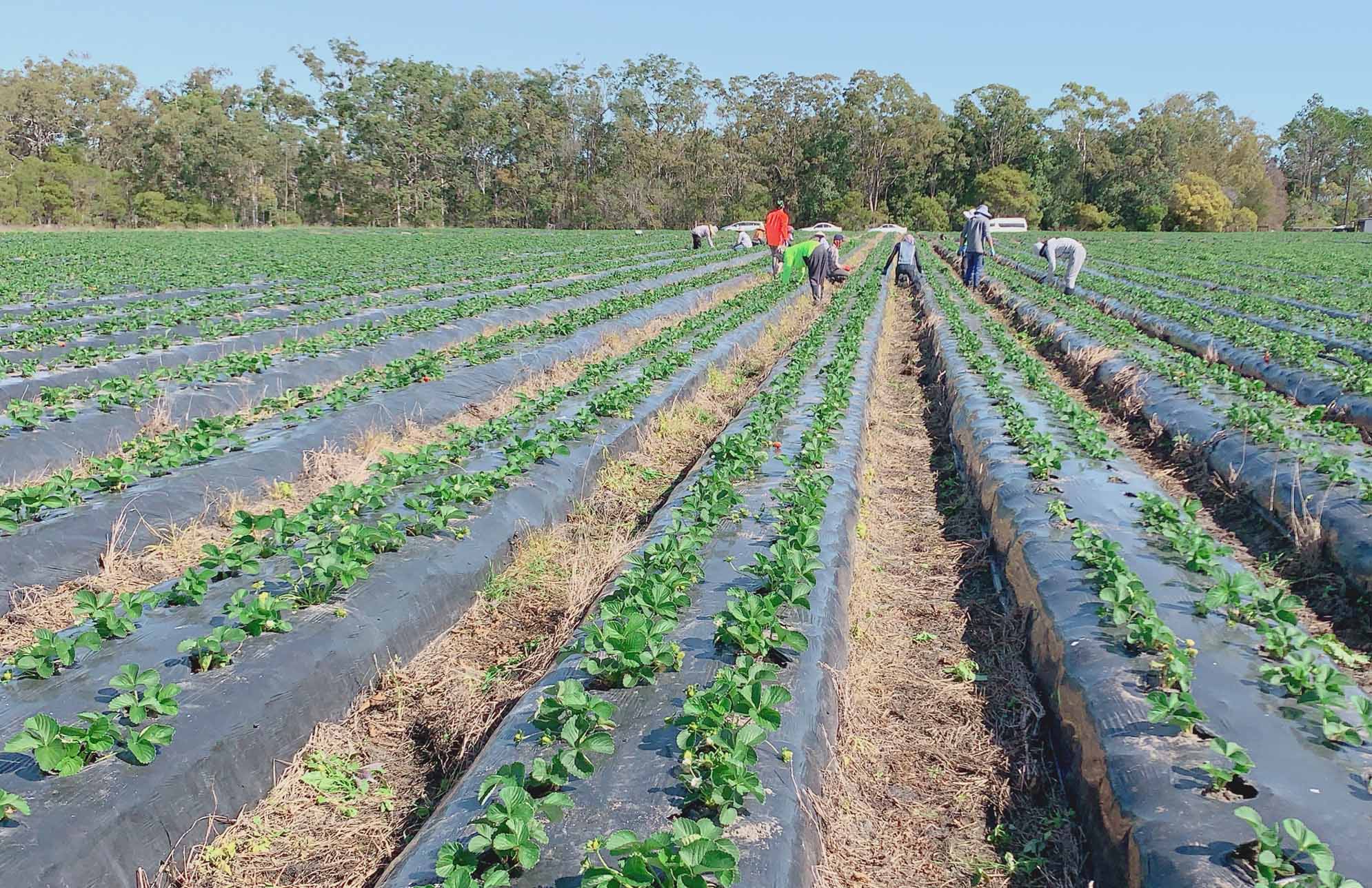 Pacific workers picking crops in Bundaberg, Queensland, as part of the Seasonal Worker Program. 