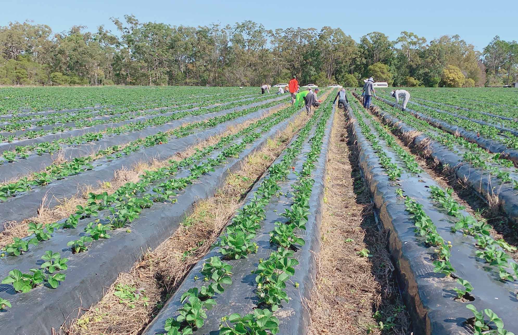 Pacific workers picking crops in Bundaberg, Queensland, as part of the Seasonal Worker Program.