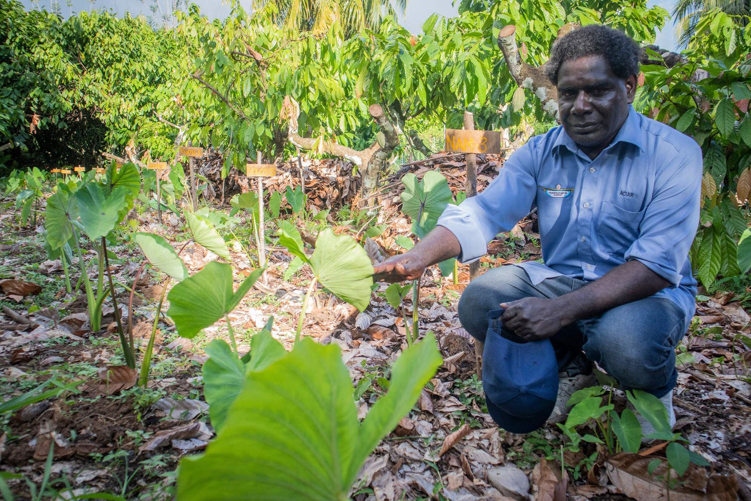 ARSF recipient James Butubu tending to his Taro trials in Bougainville. The trials involved observation and documentation of the characteristics of taro and the difference between those grown among cocoa trees and those grown in the usual open sunlight garden. The research has enabled James to establish a cocoa and food crop integrated farming system model, to help improve food security in Bougainville and PNG.