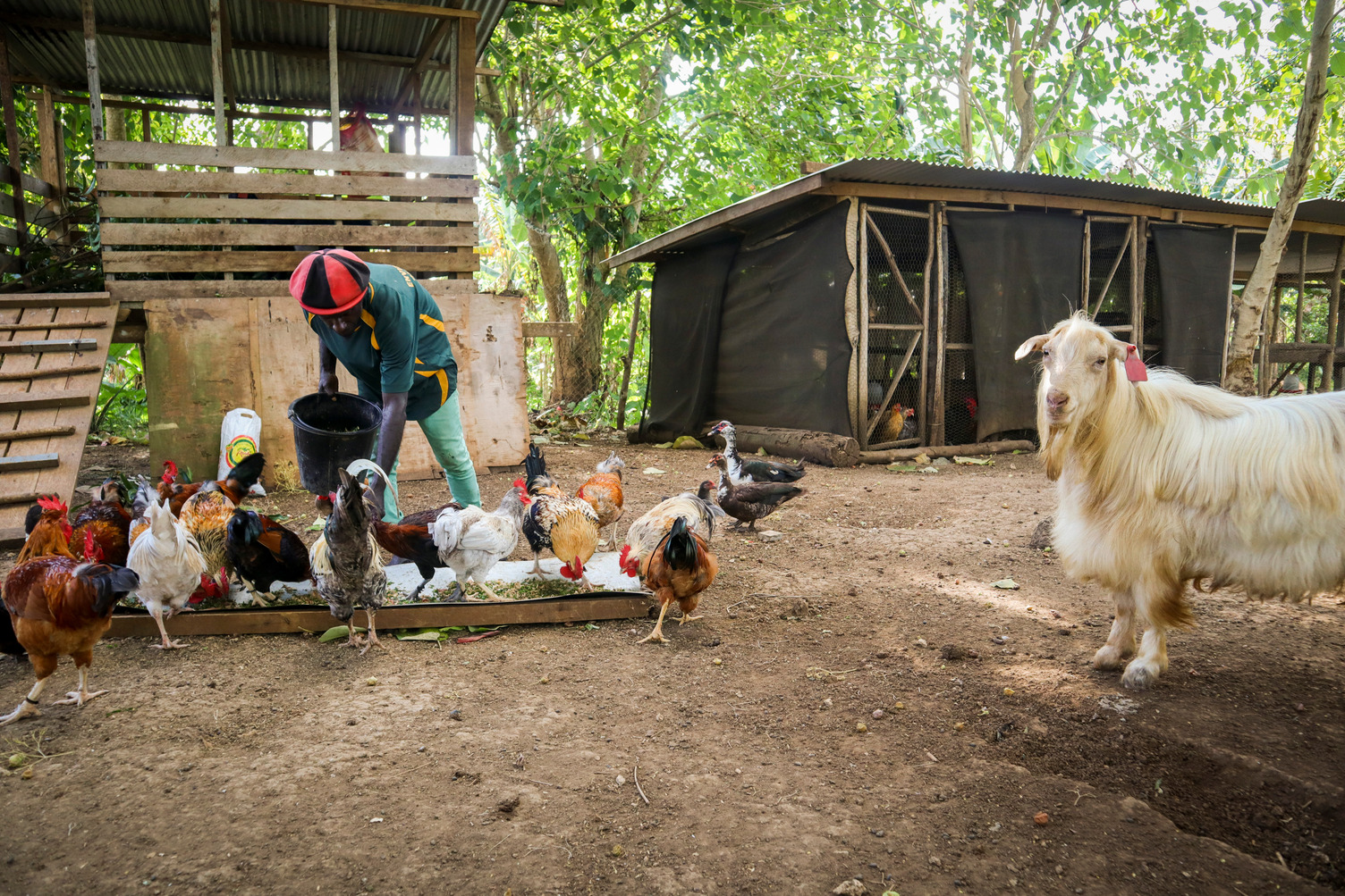 The ARSF is helping Mr Butubu also undertake research into livestock. He has collected different chicken breeds for interbreeding trials to identify breeds with improved growth, weight and egg production.