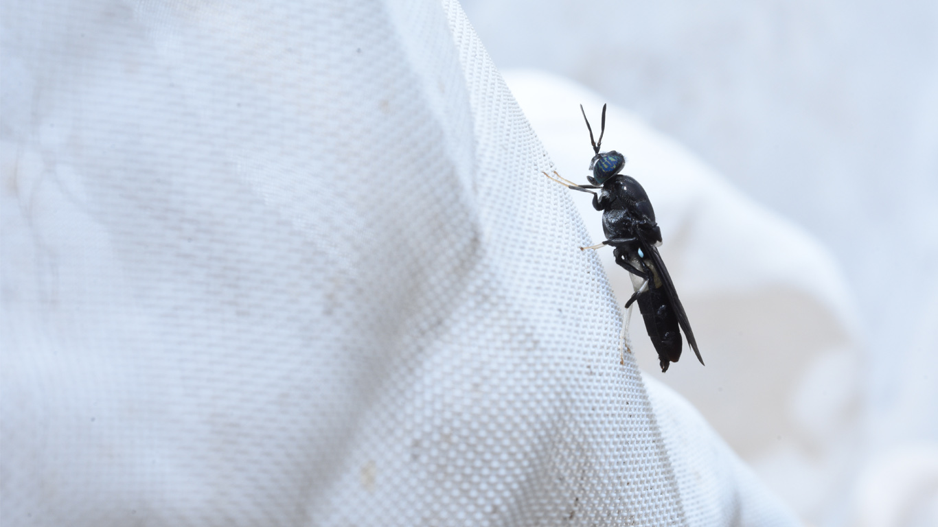 Black soldier fly on white netting 