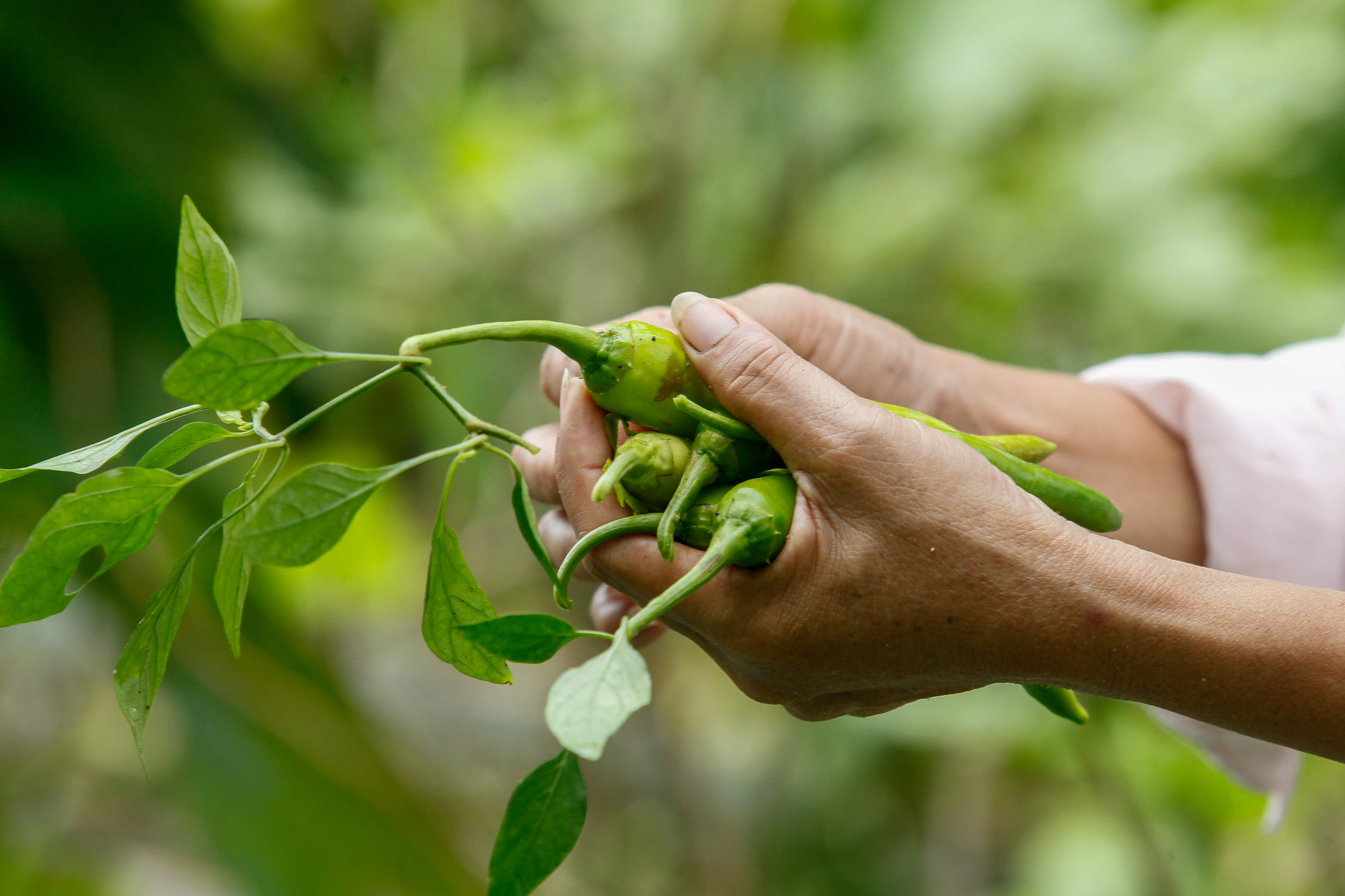 Closeupands holding produce