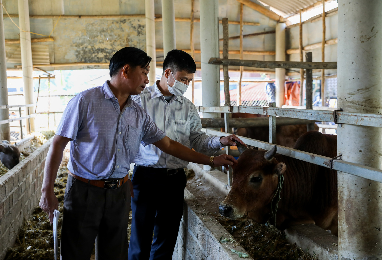 researchers inspecting cows in vietnam