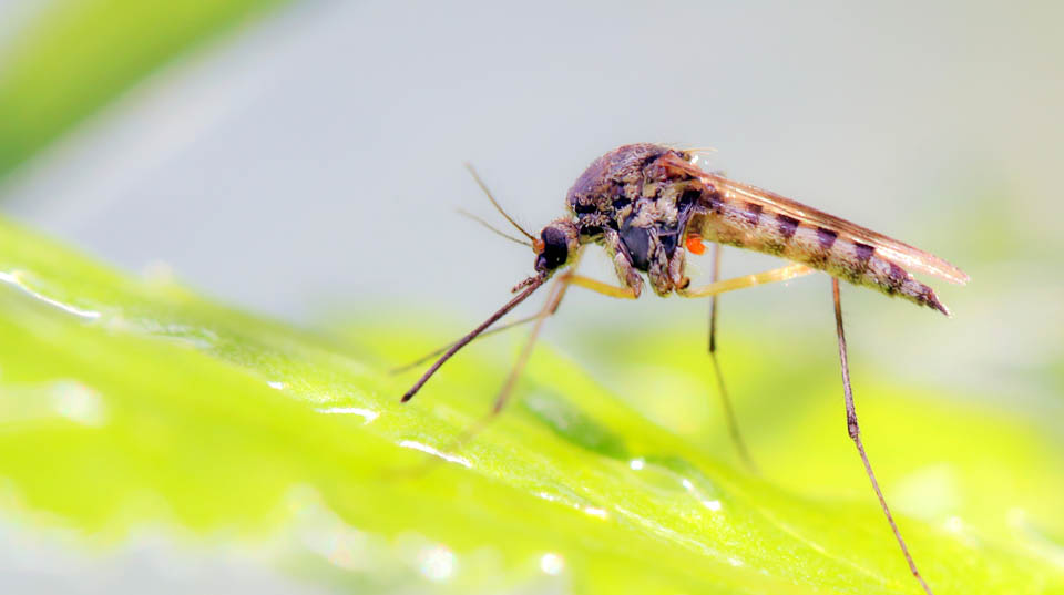 close-up of a mosquito on a green leaf
