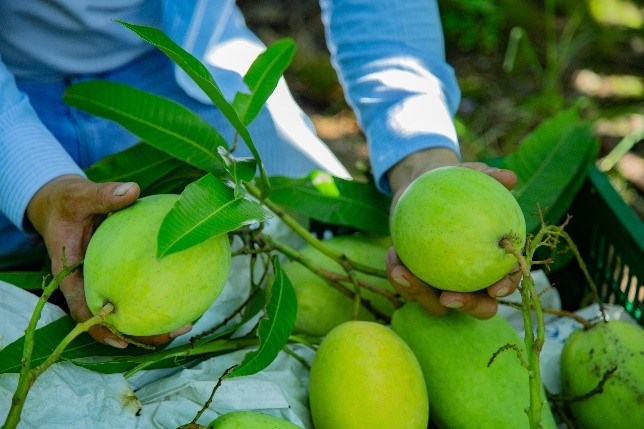 An image of several green mangoes, on cut branches, being held by a farmer.