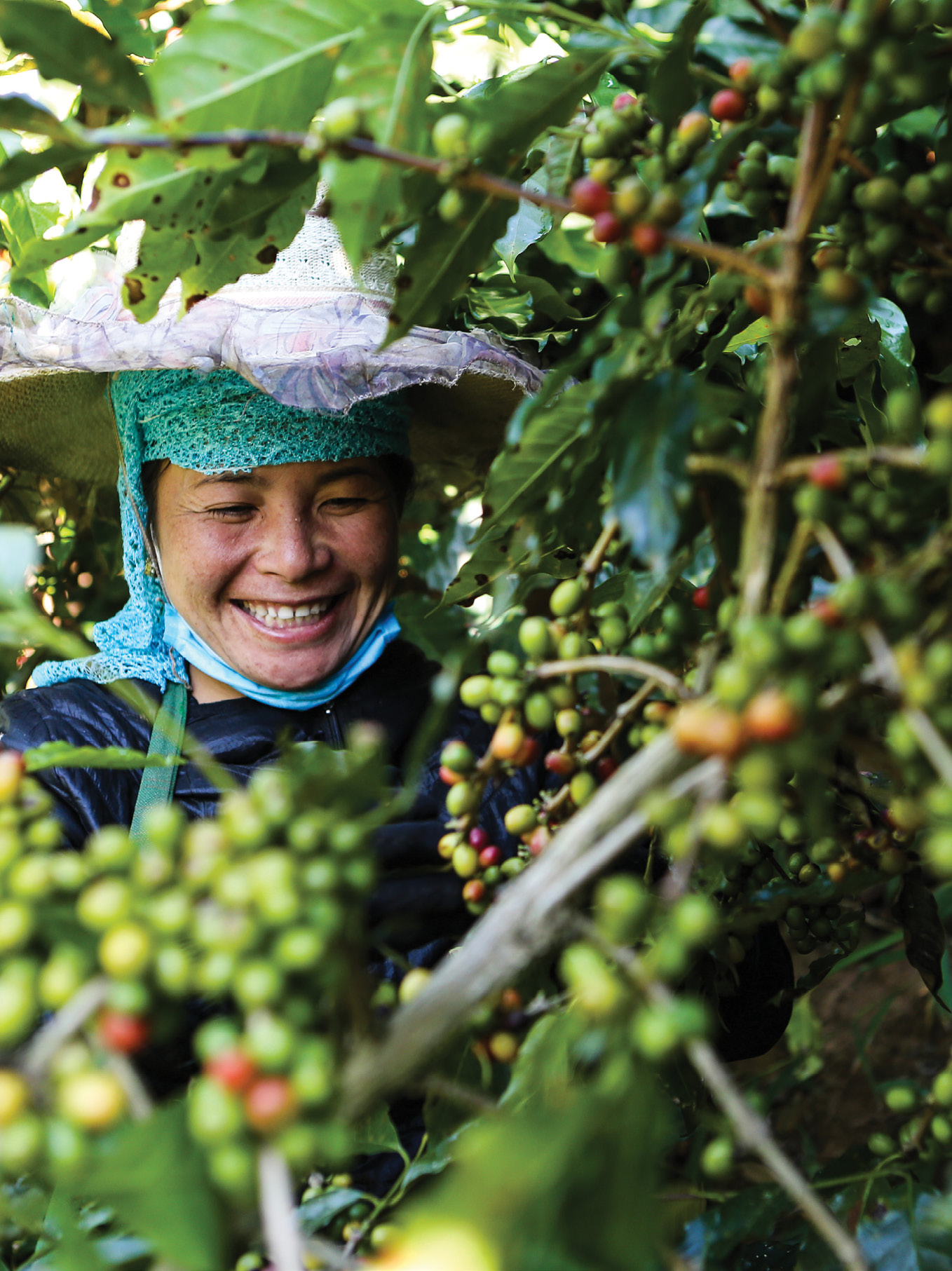 Woman harvesting coffee