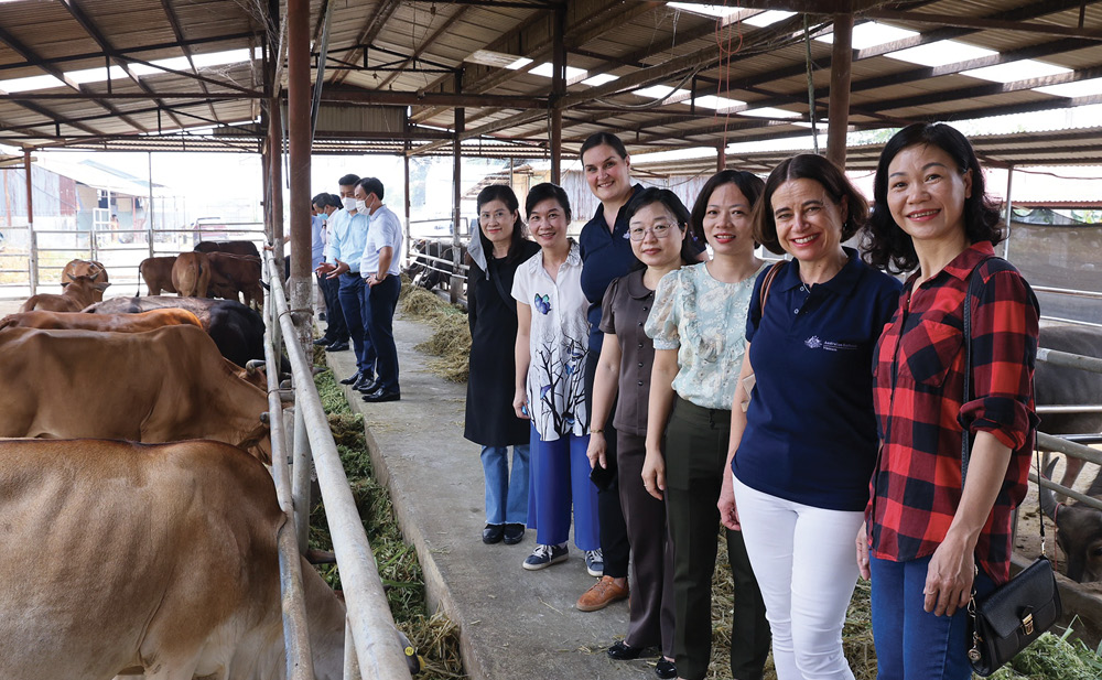 A group of people observe livestock