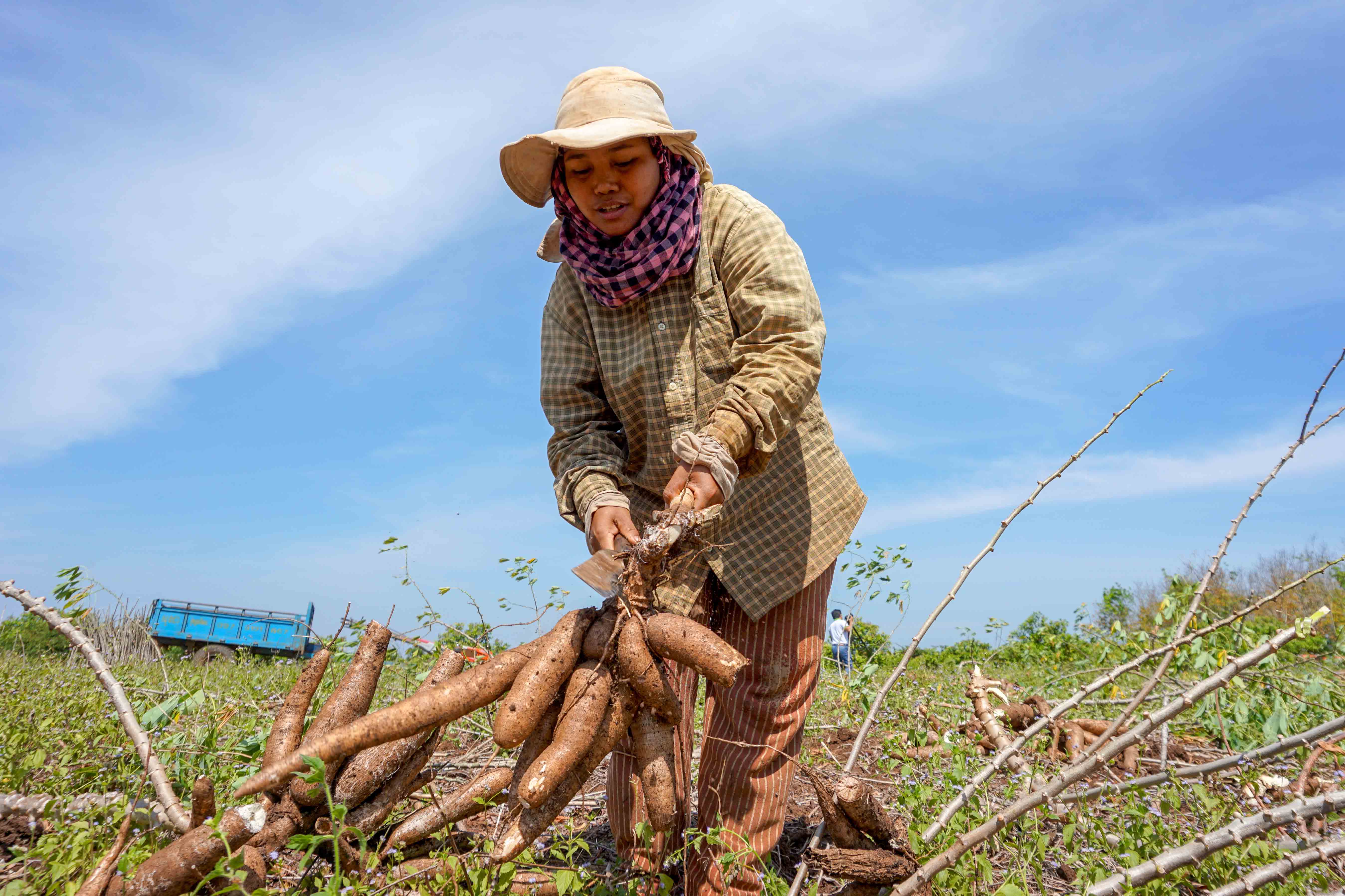 Australia’s support of Cambodia’s agricultural sector is now focusing on livestock and non-rice crops, like casava. 