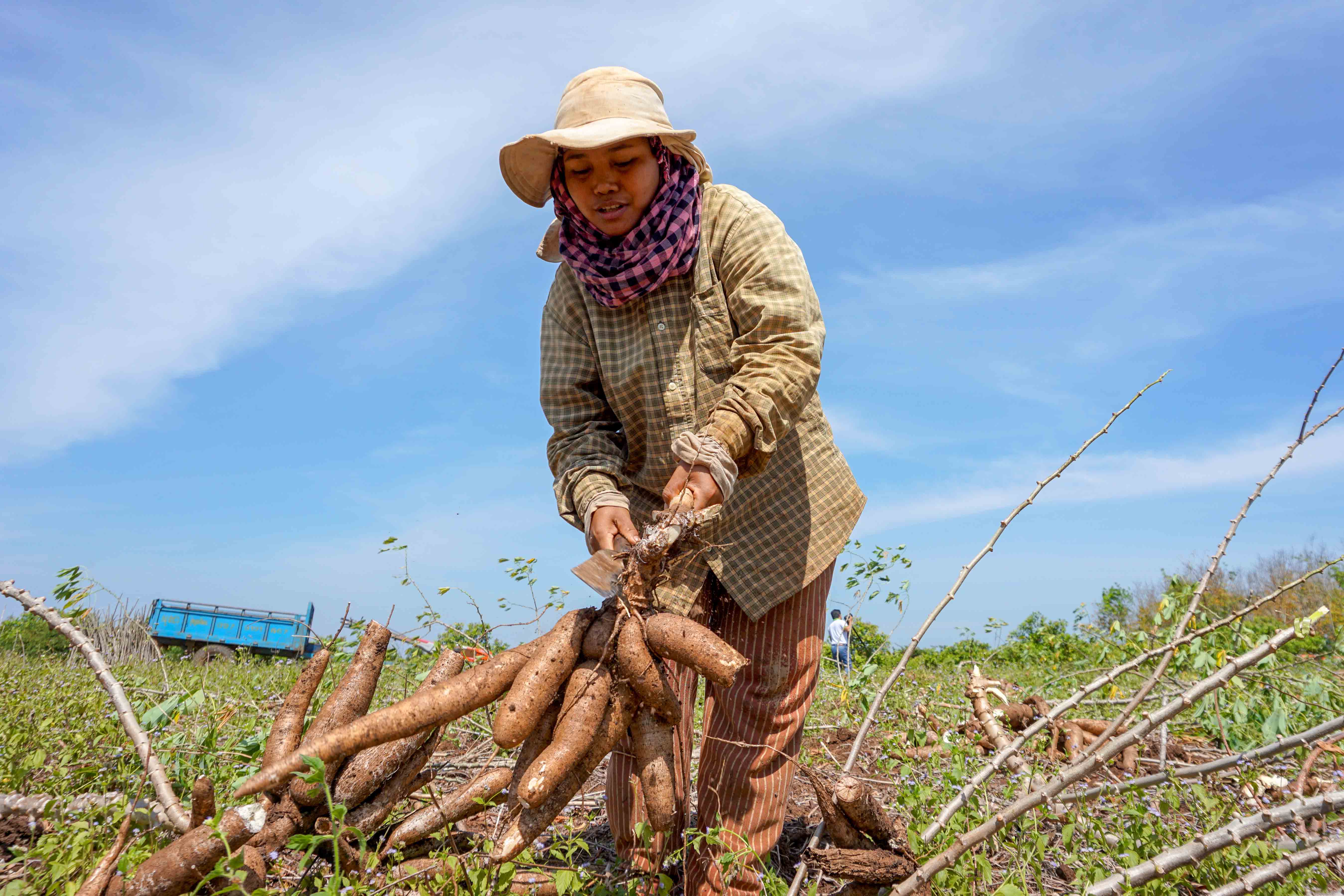 Australia’s support of Cambodia’s agricultural sector is now focusing on livestock and non-rice crops, like casava.
