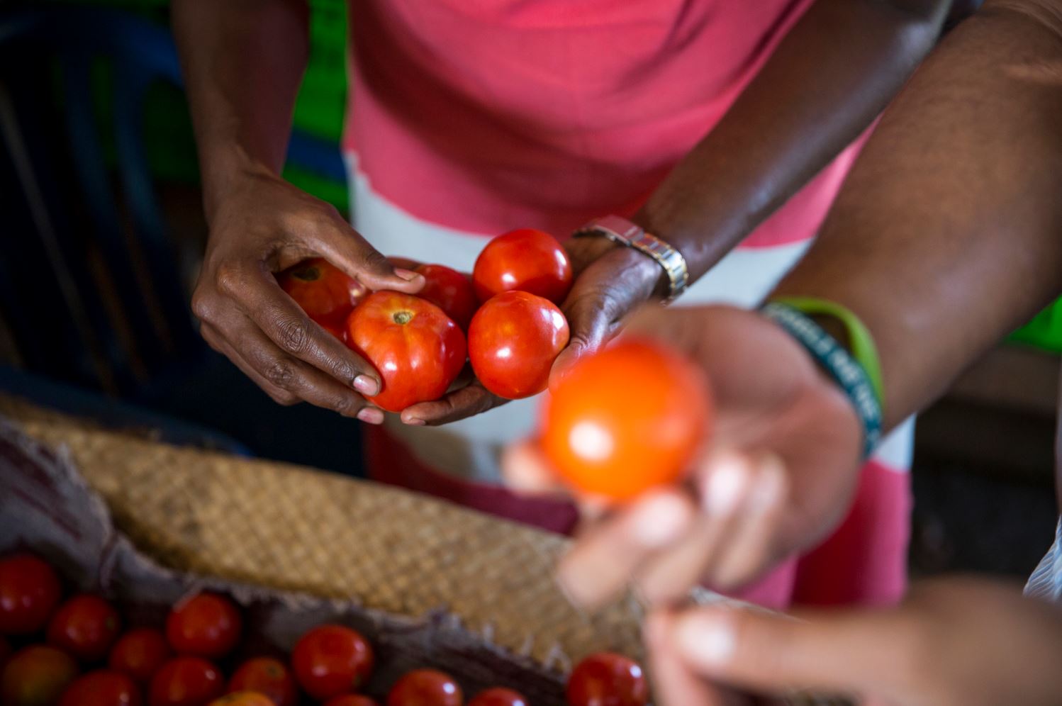 Tomatoes being handled in Kiribati 