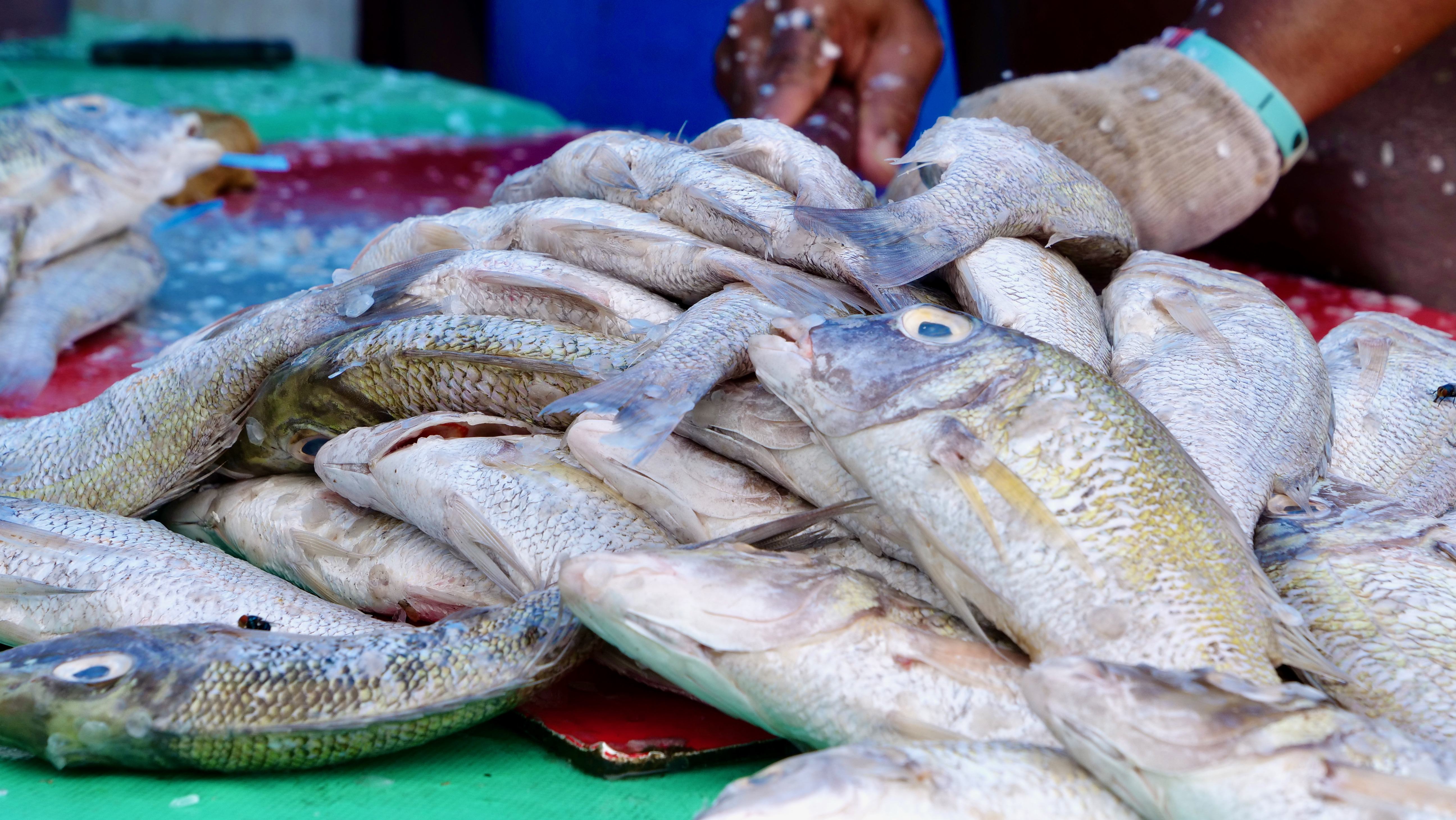 Fish on table