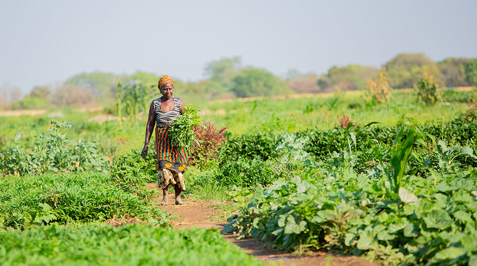 a woman holding vegetables, greenery, path