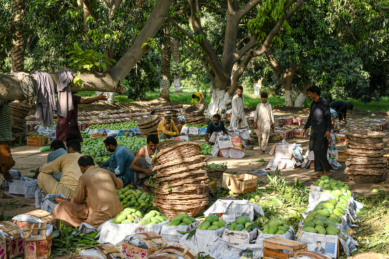 Mango producers sorting and packaging fruit for distribution.