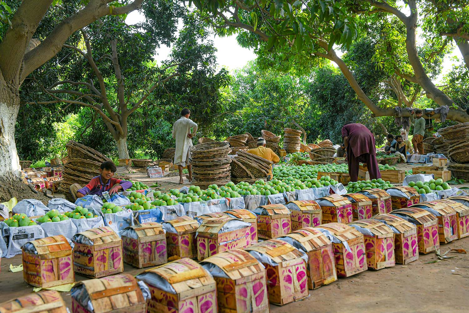 A line of stacked boxes filled with green mangoes, with large trees and men working in the background.