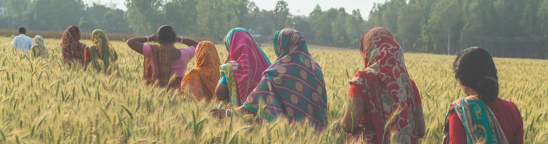 Women walking through a crop field