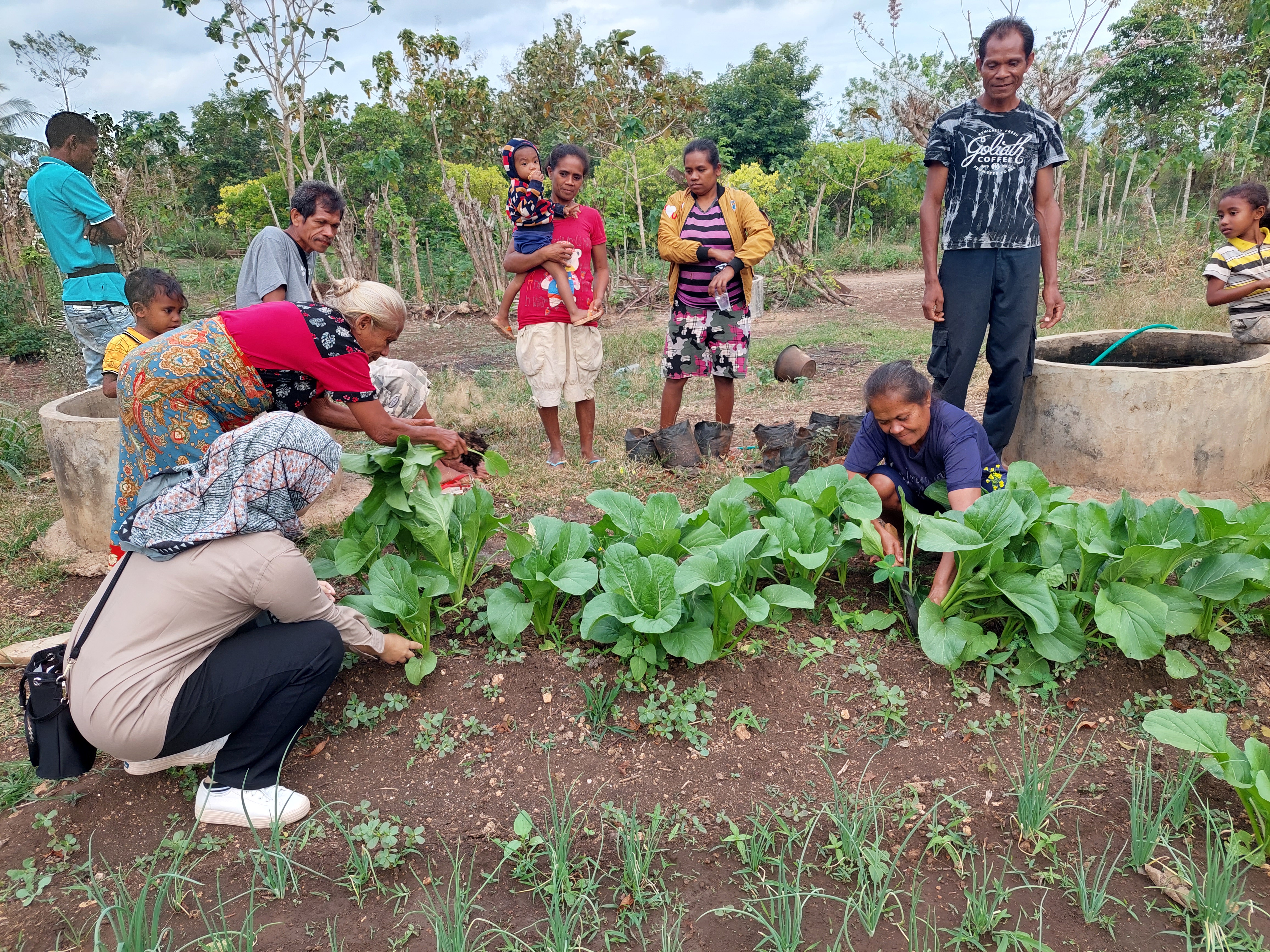 Group of people harvesting vegetables
