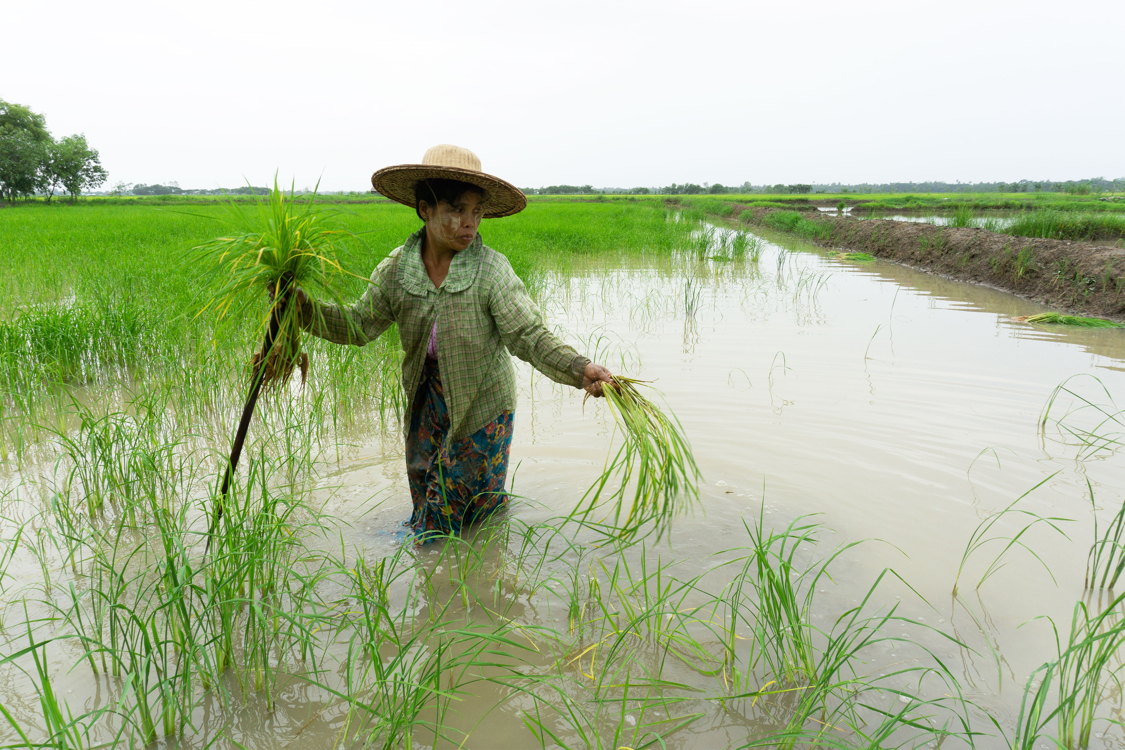 A woman in a rice field wearing a hat