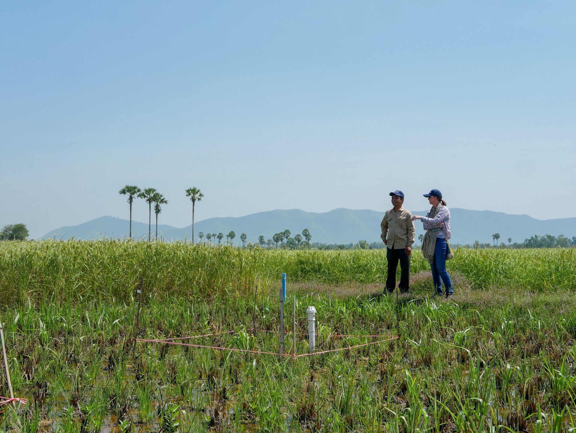 Researchers in field assessing crops