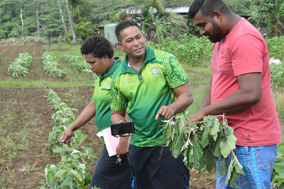 Two men and one woman in a field surrounded by crops growing in the ground.