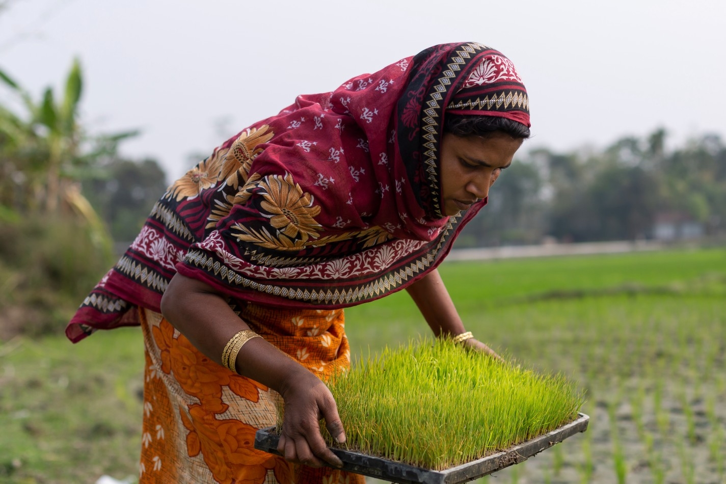 Woman with tray of seedlings