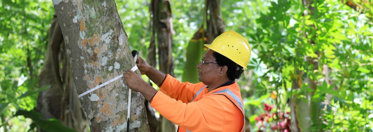 Woman measuring a tree