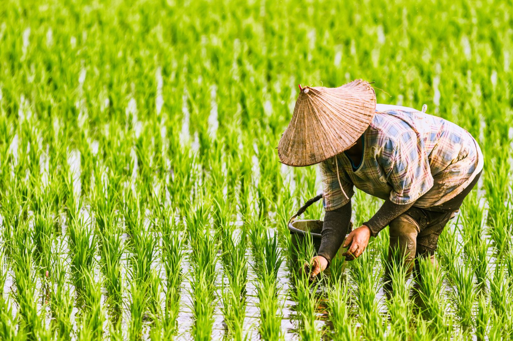 rice farmer in vietnam 