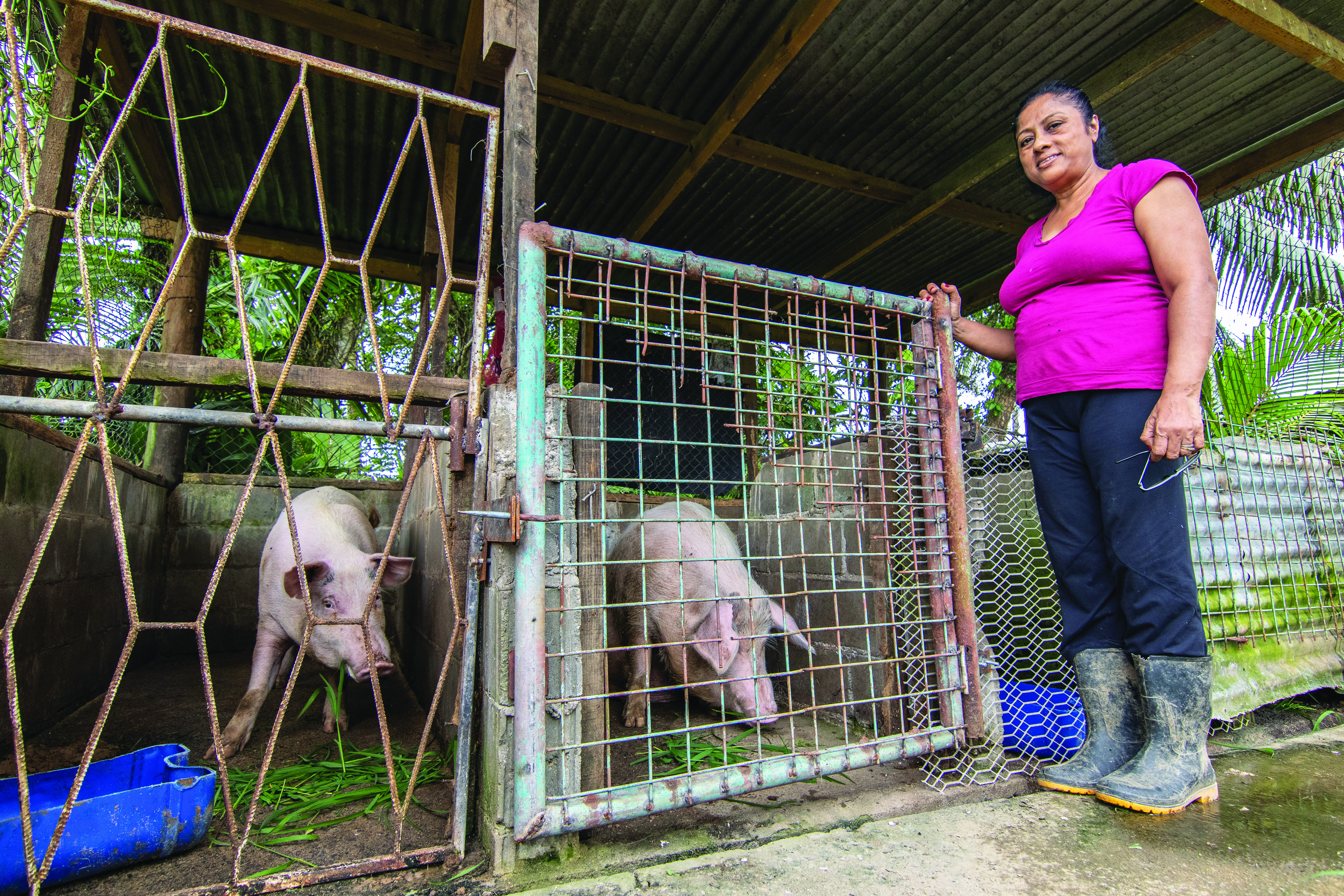 woman in pink shirt with her pigs on her farm
