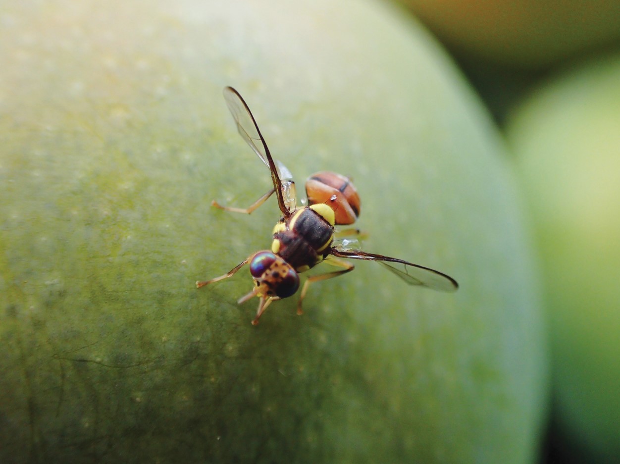 a fruit fly closeup on a green mango